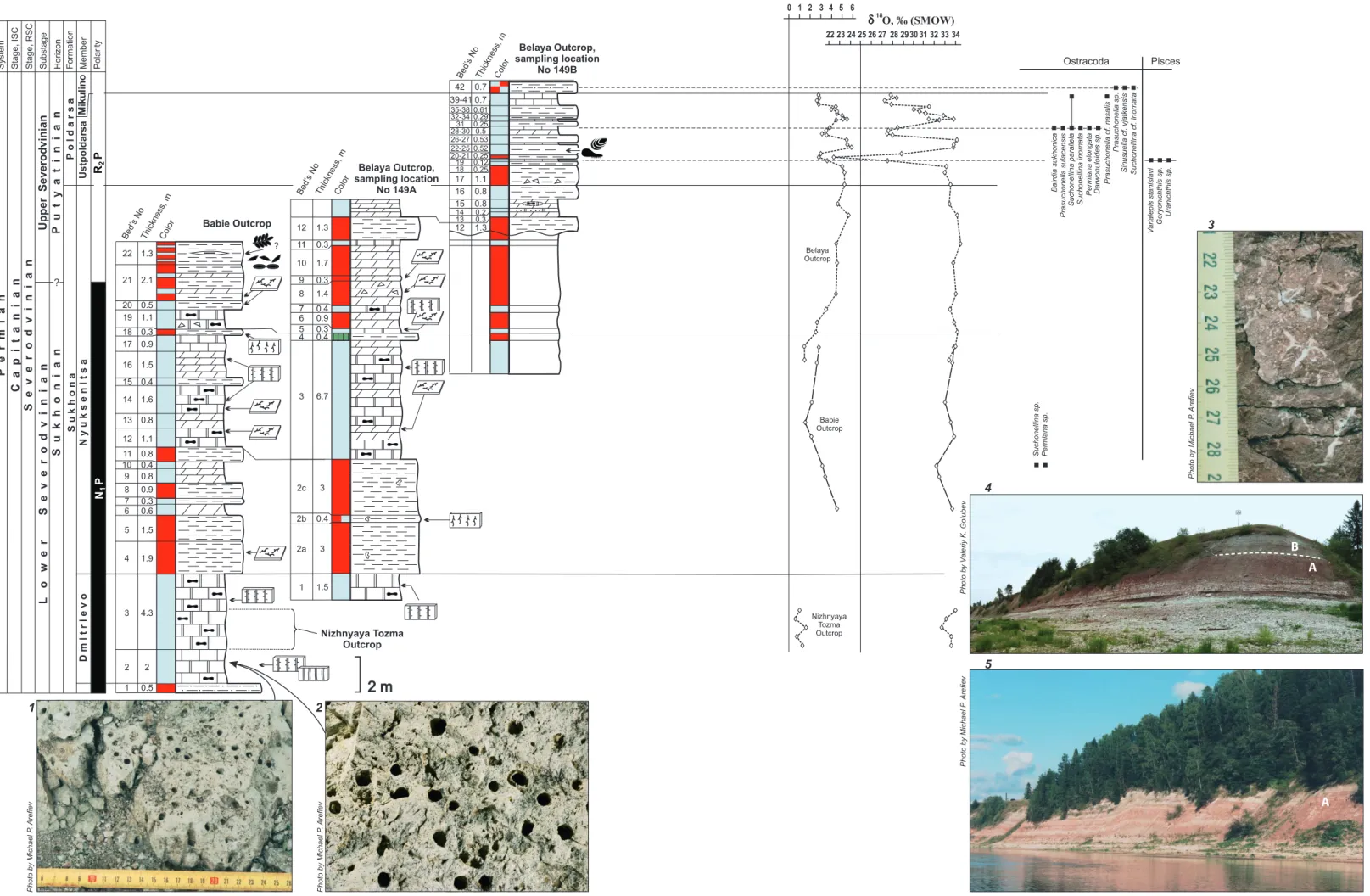 Fig. 9. Nizhnyaya Tozma, Babie and Belaya sections with lithological, isotopic, and paleontological data