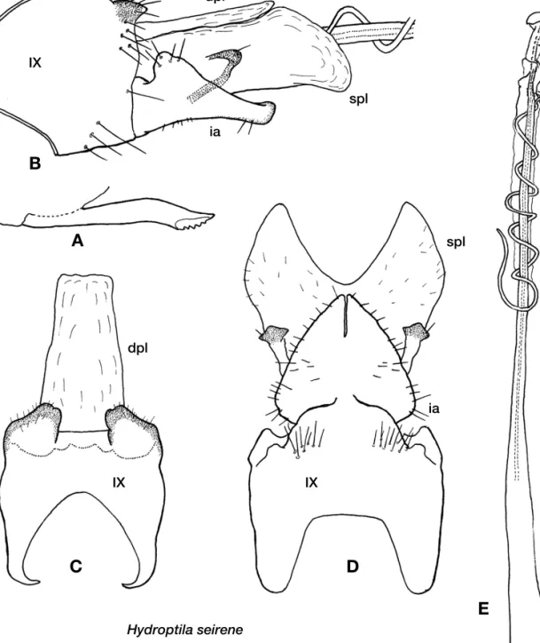 Hydroptila pseudseirene sp. nov. (Fig. 3, Table 1)