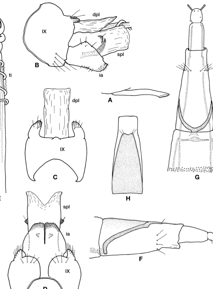 Figure 3. Hydroptila pseudseirene sp. nov. A-E, male; A. ventral process of sternite VII; B