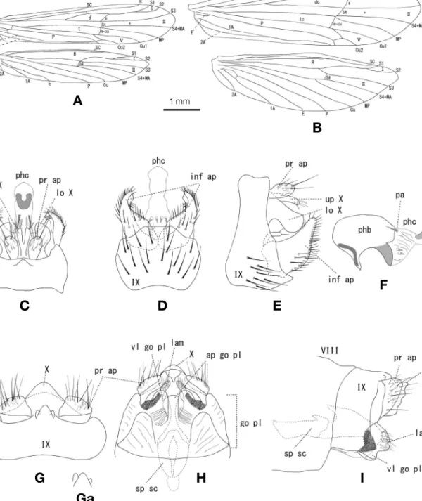 Figure 1. Adicella odamiyamensis sp. nov. A, B. right wings, A: male, B: female; C - F, male genitalia, C: dorsal, D: ventral, E: lateral; F: phallus, lateral; G - I, female genitalia, G: dorsal, Ga: variation of tergum IX; H: ventral; I: lateral.