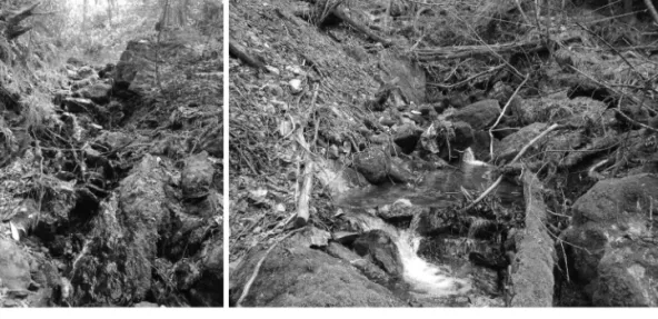 Figure 2. Habitats of Adicella odamiyamensis sp. nov.: Uchiko-cho, Ehime Prefecture, Shikoku