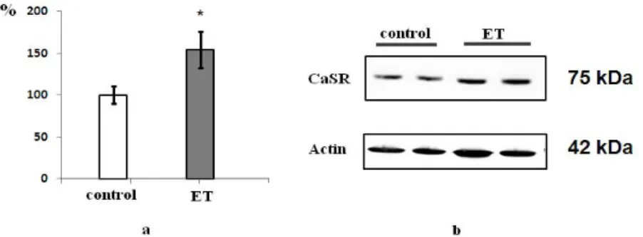 Fig. 5. Level of CaSR protein in control and with addition of prohypertrophic  stimuli, n=2, *p&lt;0,05