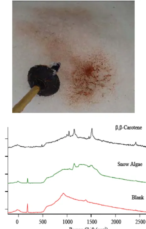 Figure 1. Left image of snow algae.  SERS spectra  obtained using a 514 nm light source and silver  substrate