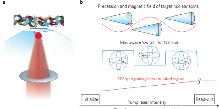 Fig. 8. Measuring the magnetic field of a nuclear spin oscillating at its resonance frequency [8]