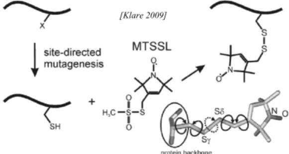 Figure 1. Site-directed spin-labeling 