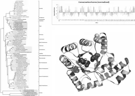 Figure  1:  This  figure  shows  MTHFR  phylogenetic  tree,  conservation  scores  of  the  MTHFR  structure  and  actual  protein  structure  with  higher  intensity  greyscale  depicting  higher  conservation