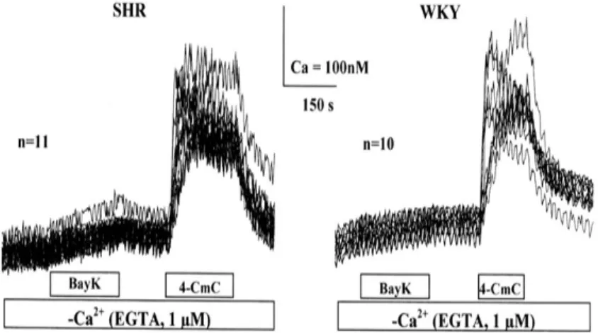 Fig. 3. The change of [Са2+]i in 40-days-old SHR and WKY cardiomyocytes  on day 5 of cultivation in response to Bay K8644 (60 µM) and 4-CmC (2 mM)  action in the Ringer solution without Ca2+