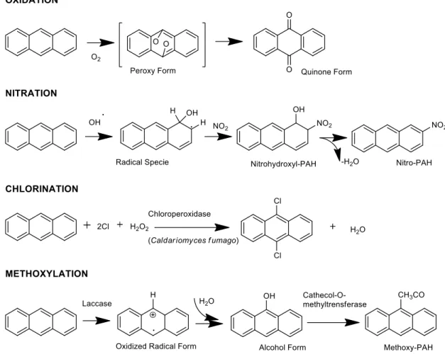 Figure 2. Typical PAH-degradation processes exemplified on anthracene (after Manzetti et al