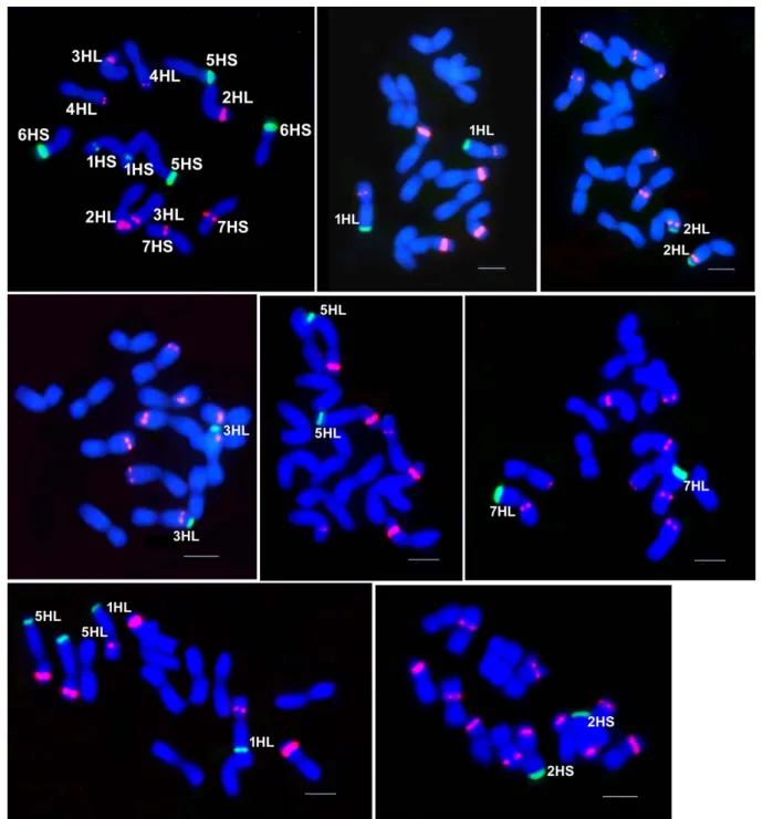 Fig.  2. Localization of H. bulbosum the genetic material in the chromosomes  of the introgressive lines of H
