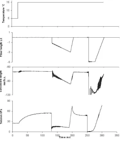Fig. 1. Example of experimental record in slow muscle fiber. Traces from top to bot- bot-tom are: temperature (°C), changes in total fiber length (in initial length of fiber  (L 0 )), changes in sarcomere length in a central segment of the fiber (in nanome