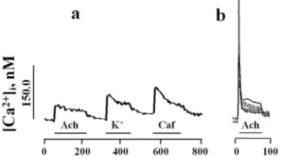 Fig. 3. Ca 2+  transients after the action of Ach (20  M), K +  (100 mM) and caffeine (5  mM) in 6-day ( ) and 8-day-old (b) myotubes