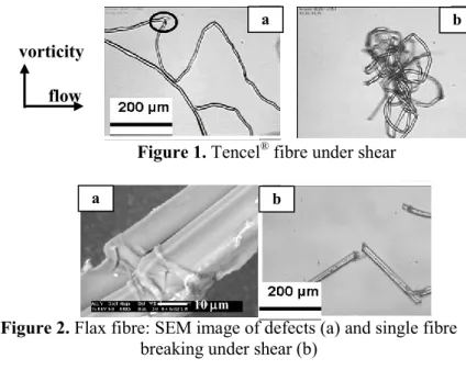 Figure 2. Flax fibre: SEM image of defects (a) and single fibre     breaking under shear (b) 