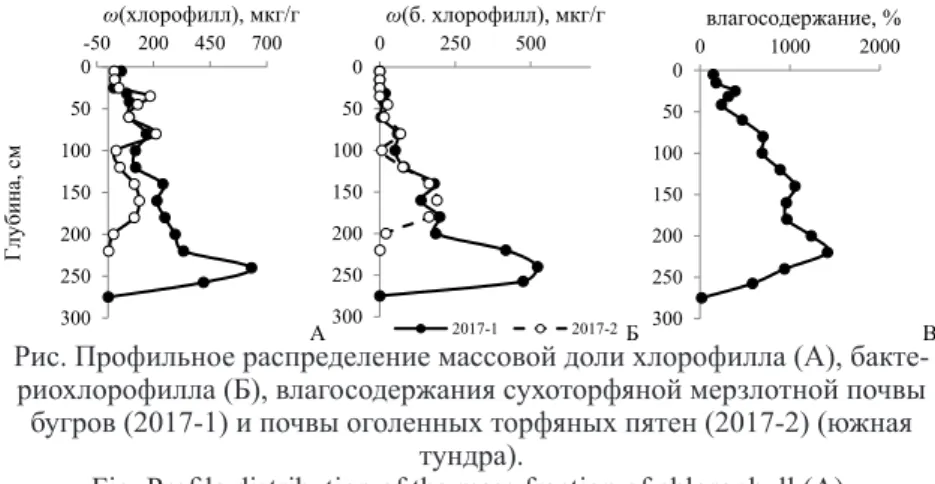 Fig. Profile distribution of the mass fraction of chlorophyll (A),  bacteriochlorophyll (B), moisture content of dry peaty frozen soils of palsas 