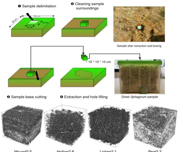 Fig. 1. Sampling methodology and reconstruction of one representative sample for each type Table 1