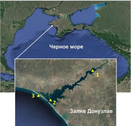 Fig. 1. Location of the Donuzlav Bay. The triangles show the points at which the results   of numerical modeling were analyzed 