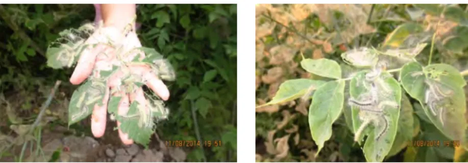 Fig. 1.   (a,b). Damage of lavae – H.cunea