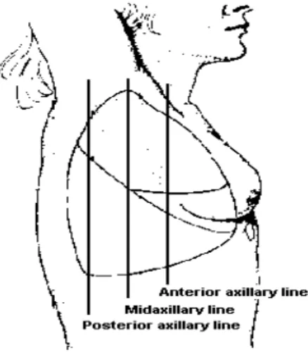 Fig. 1.4. Topographic lines. Right anterior oblique view. 