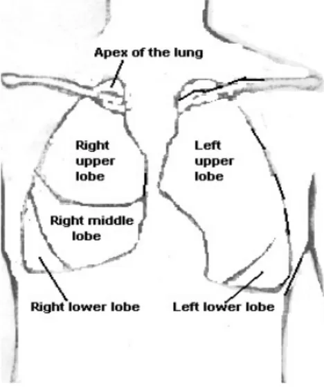 Fig. 1.6. Projection of the lungs on the chest wall. Anterior view. 