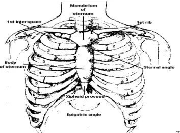 Fig. 1.1. Anatomy of the chest wall. Anterior view.