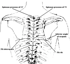Fig. 1.2. Anatomy of the chest wall. Posterior view.