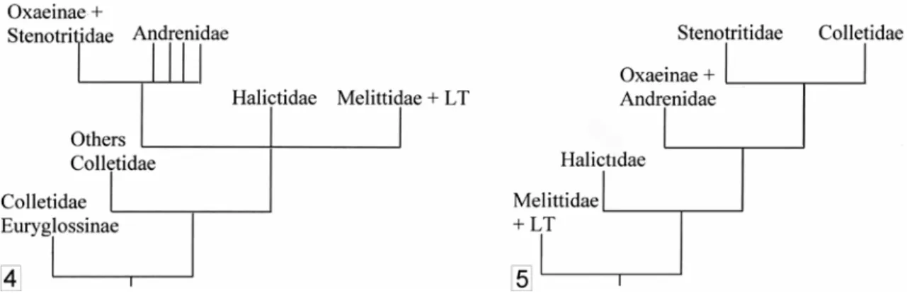 Figure 6. Phylogeny of bee (morphology+ADN data set) from Danforth et al. 2006b. 