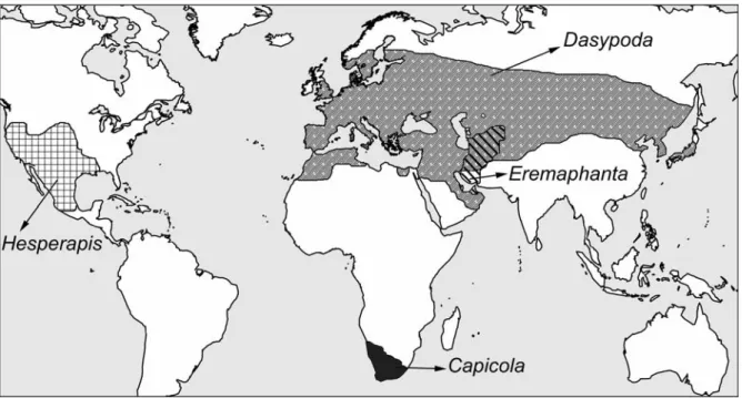 Figure 8. Global distribution of Dasypodaini including the genera Capicola,  Dasypoda,  Eremaphanta and  Hesperapis (from Stage 1966, Michez &amp; Patiny 2006, 2007b, Michez et al
