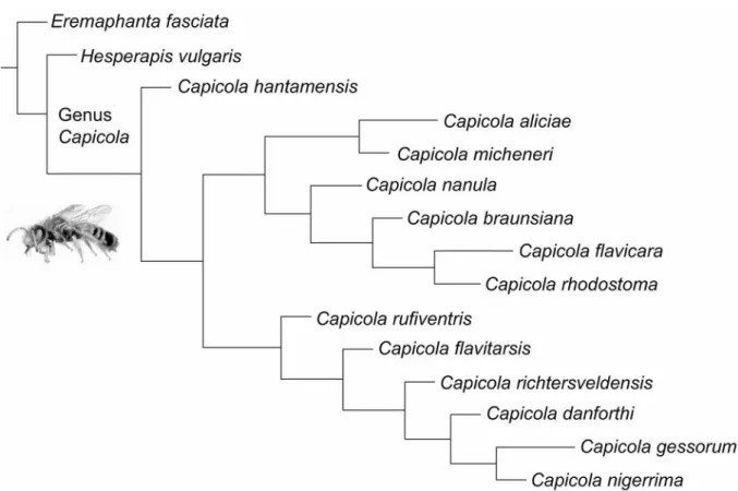 Figure 9. Phylogram of the genus Capicola from heuristic search (tree length=54 steps, CI=0.5370 and  RI=0.6835; cladogram modified from Michez & Kuhlmann 2007)