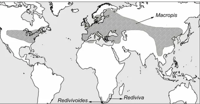 We follow the tribe designation of Engel (2005) (tab. 1, fig. 7). 