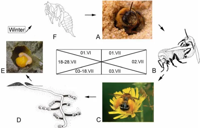 Figure 30. General cycle of development of Melittidae s.l.. A. Emergence of Dasypoda hirtipes female (picture  N