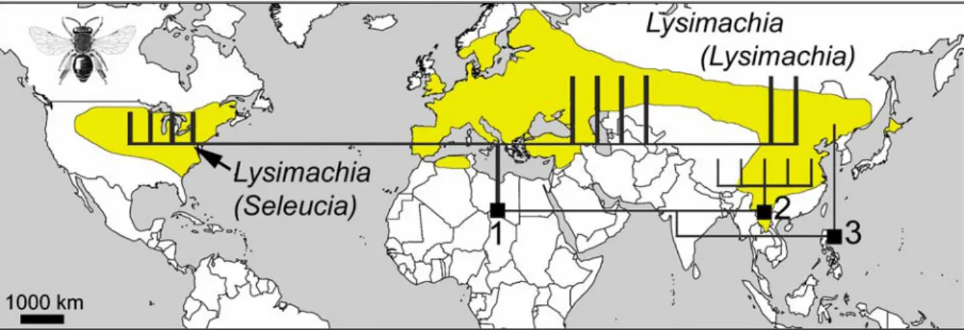Figure 32. Distribution, phylogeny and host-plants of Macropis. 1= subgenus Macropis  s.str.; 2= subgenus  Sinomacropis; 3= subgenus Paramacropis