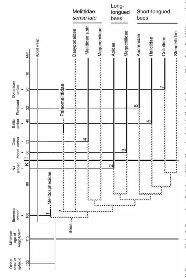Figure 38. Chronogram of the bee families according to Danforth et al. (2006b) with mapping of oldest Apoidea fossils, the position of Paleomelittidae Engel 2001 is not resolved (age of the oldest fossil of sphecid according to Grimaldi & Engel 2005; m