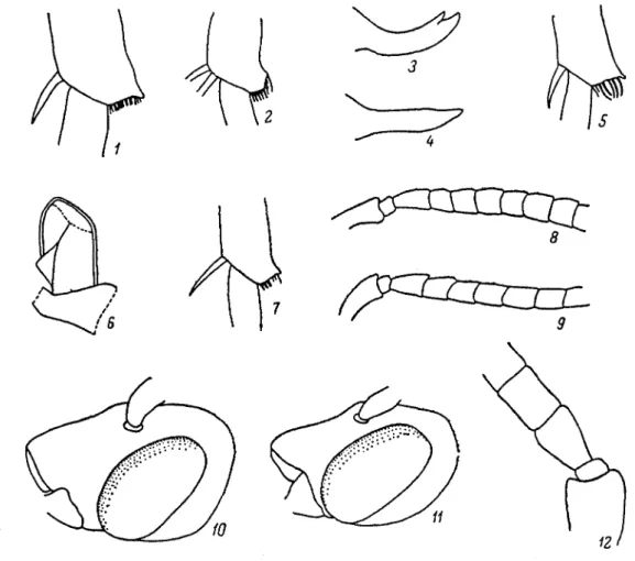 Fig. 164. Apoides - Anthophorides (Originaux)
