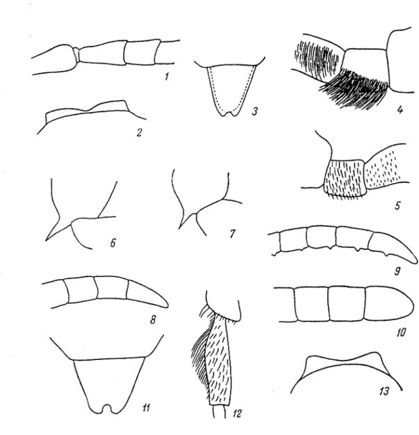 Fig. 165. Apoldes - Anthophorides (originaux)