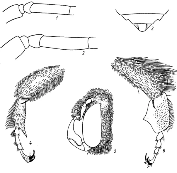 Fig. 169. Apoïdes - Anthophorides (Originaux exécutés par V. V. Popov, A. Z. Osychnyukl 1-Tetra1onia ruficornis, articles 1-3 du funicule, mAle; 2-T