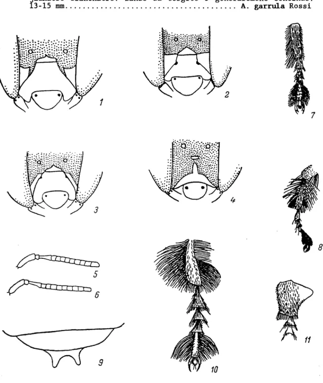 Fig. 170. Apoïdes - Anthophorides (D'après Boucek et Sustera, Friese et originaux exécutés par V.