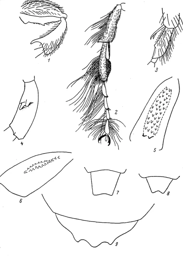 Fig. 171. Apoides - Anthophorides (Originaux exécutés par V. V. Popov et Osychnyuk)