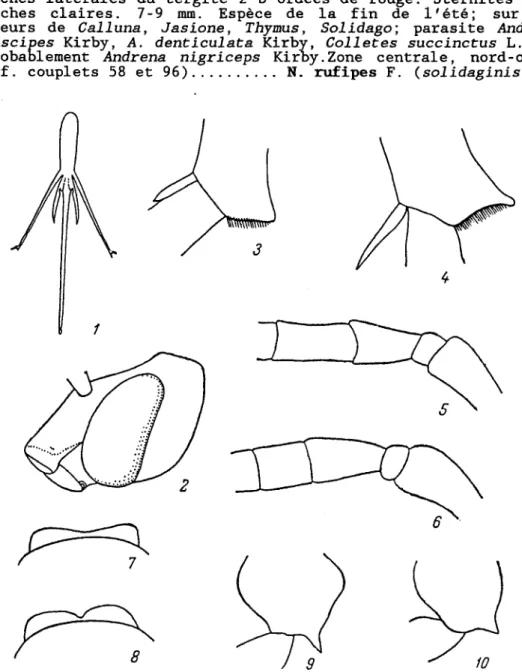 Fig. 162 Apoldes - Anthophorides (D'après Michell et originaux)