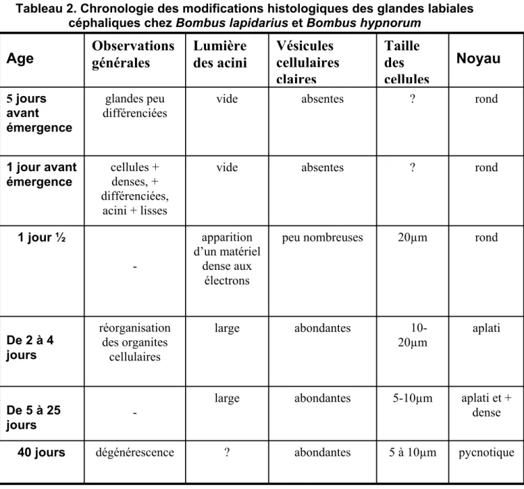 Tableau 2. Chronologie des modifications histologiques des glandes labiales  céphaliques chez Bombus lapidarius et Bombus hypnorum 