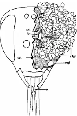 Figure 1. Dessin semidiagrammatique de la tête de Bombus lapidarius (L.) mâle, en vue frontale
