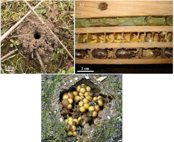 Figure 2. Photos de différents nids d’abeilles. a) Nid d’abeilles terricoles (photo d’Elise Fog), b) nid  d’abeilles cavernicoles (photo de Mike N.) et c) nid de bourdons (photo de Muriel Muller)