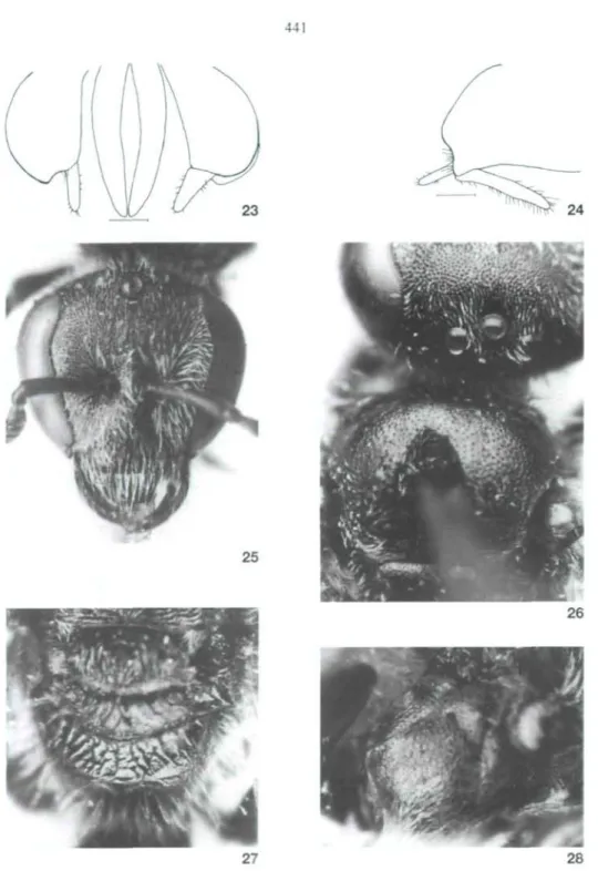 Abb. 23-24: L paleae EBMER 6. Holotypus. 23 - Gonostyli dorsocaudal. 24 - rechter Gonostylus lateral