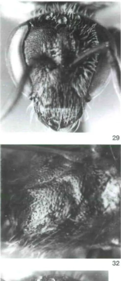 Abb. 29-32: L dinazade n. sp. 5, Holotypus. 29 - Gesicht. 30 - Mesonotum. 31 - Propodeum