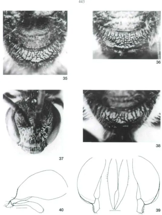 Abb. 35: L. denislucum (STRAND)  p , Holotypus, Propodeum. Abb. 36: L. pygmaeum patulum (VACHAL) ä, „Sarepta 1893 Becker , coll