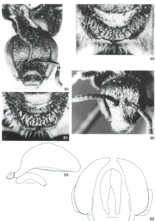 Abb. 48-53: L. chiwense (BLÜTHGEN). Abb. 48-49: o, Holotypus. 48 - Gesicht. 49 - Propodeum.