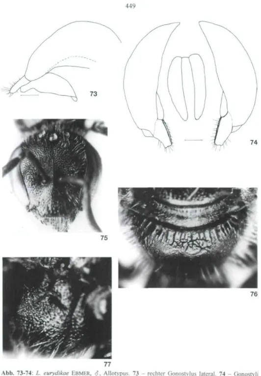 Abb. 73-74: L eurydikae EBMER, 6, Allotypus. 73 - rechter Gonostylus lateral. 74 - Gonostyli dorsocaudal