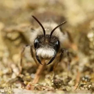 Figure 6 : Mâle d’Andrena vaga et sa barbe faciale caractéristique (Photo N. Vereecken) 