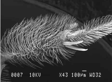 Figure 10 : Tibia postérieur d’Andrena vaga (G. Carreaux) 