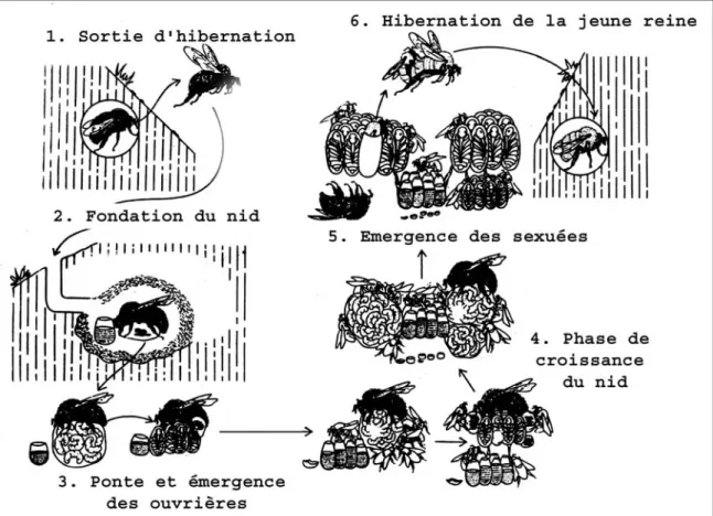 Figure 13.  Cycle de vie d’une colonie de bourdons.  (d’après Heinrich, 1979).