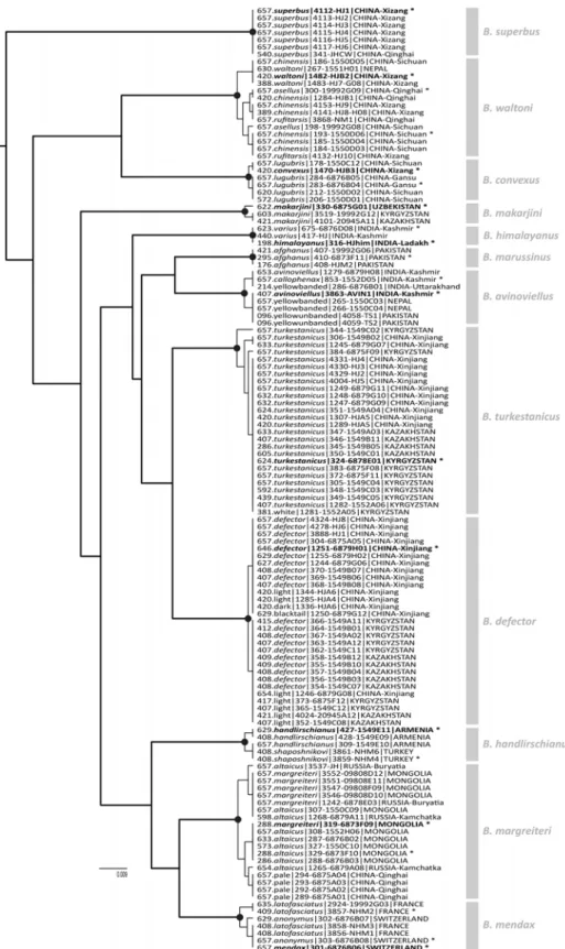 FIGURE 13.  Assigning names to species from an estimate of phylogeny for 130 COI sequences of the subgenus  Mendacibombus