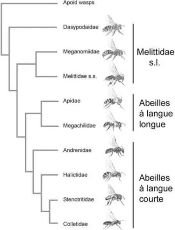 Figure  3.  Phylogénie  des  Apoidea Apiformes basée sur la  morphologie  des  adultes  et  le  séquençage de 5 gènes (d’après  Danforth et al